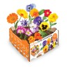 Caja de flores comestibles