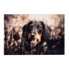 Felpudo de interior, deco print, 100% poliamida, 40 x 60 cm, diseño perro