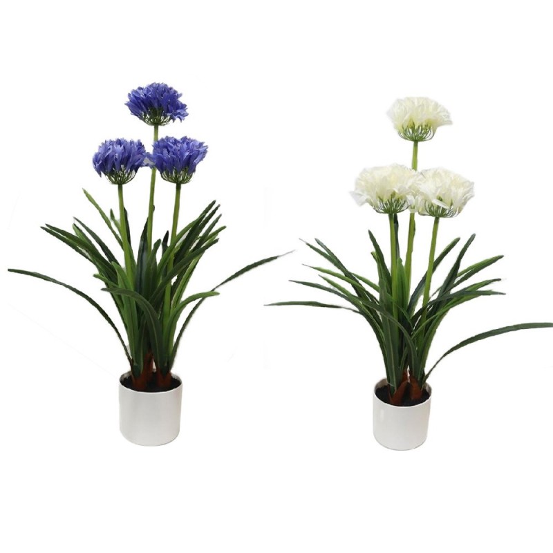 Maceta de agapanto colores surtidos, 50 x 80 cm