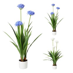 Maceta de agapanto colores surtidos, 70 x 120 cm